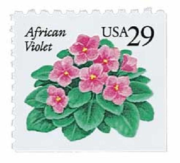 African Violet