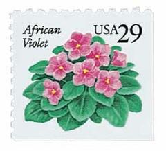 African Violet