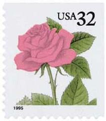 Pink Rose