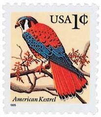 American Kestrel (cent sign)