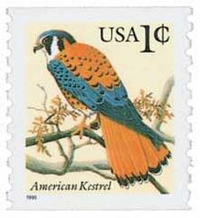 American Kestrel, coil