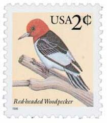 Red-headed Woodpecker