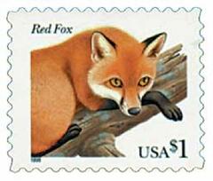 Red Fox