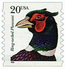 Ring-necked Pheasant, coil