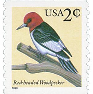 Red-headed Woodpecker, coil