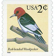 Red-headed Woodpecker, coil