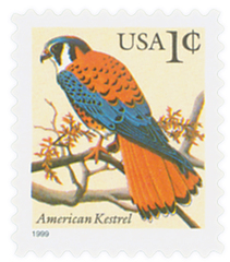 American Kestrel