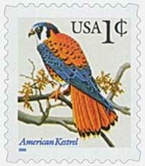 American Kestrel, blue inscription