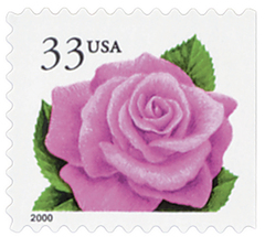 Coral Pink Rose