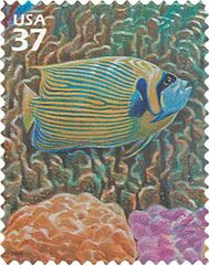 Pacific Coral Reef: Emperor Anglefish and Blue Coral