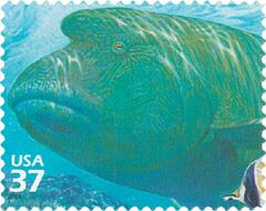 Pacific Coral Reef: Humphead Wrasse