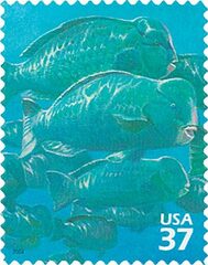 Pacific Coral Reef: Humphead Parrotfish