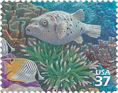 Pacific Coral Reef: Black-spotted Puffer