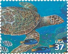 Pacific Coral Reef: Hawksbill Turtle