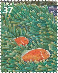 Pacific Coral Reef: Pink Skunk Clownfish