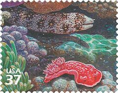 Pacific Coral Reef: Snowflake Moray Eel