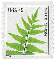 Ferns: Fortune's Holly Fern