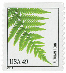 Ferns: Autumn Fern