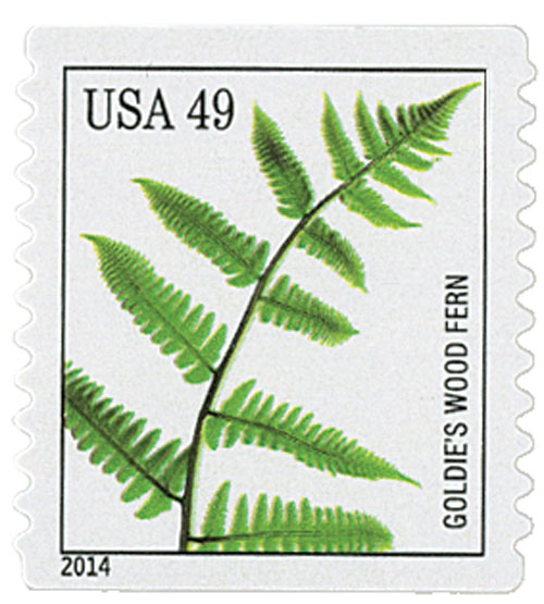 Ferns: Goldies Wood Fern
