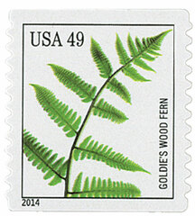 Ferns: Goldie's Wood Fern