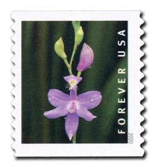 2020 First-Class Forever Stamp - Wild Orchids (coil): Calopogon tuberosus
