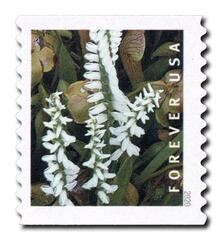 First-Class Forever Stamp - Wild Orchids (coil): Spiranthes odorata