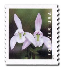 2020 First-Class Forever Stamp - Wild Orchids (coil): Triphora trianthophoros, 2 flowers