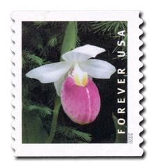 2020 First-Class Forever Stamp - Wild Orchids (coil): Cypripedium reginae