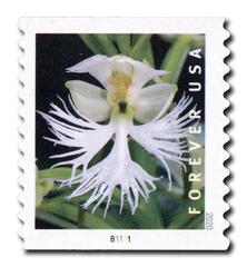 2020 First-Class Forever Stamp - Wild Orchids (coil): Platanthera leucophaea