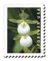 2020 First-Class Forever Stamp - Wild Orchids (booklet): Cypripedium californicum