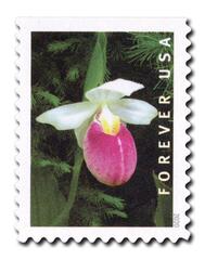 2020 First-Class Forever Stamp - Wild Orchids (booklet): Cypripedium reginae
