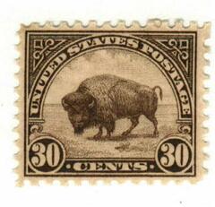Bison, brown