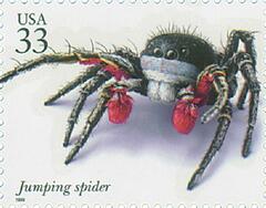Insects and Spiders: Jumping Spider