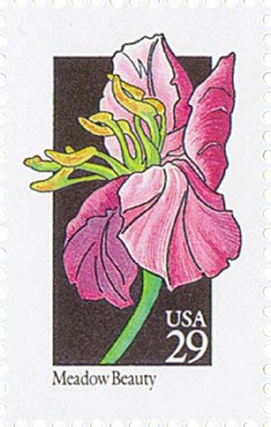 Wildflowers: Meadow Beauty