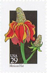 Wildflowers: Mexican Hat