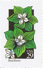 Wildflowers: Bunchberry