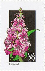 Wildflowers: Fireweed