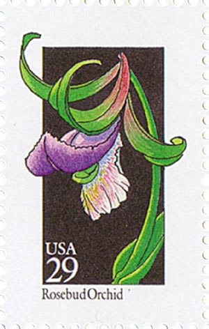 Wildflowers: Rosebud Orchid