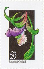 Wildflowers: Rosebud Orchid