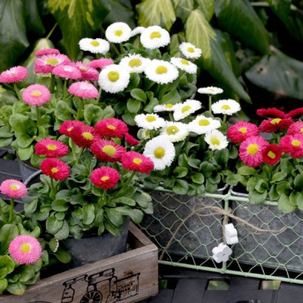 Daisy Seeds