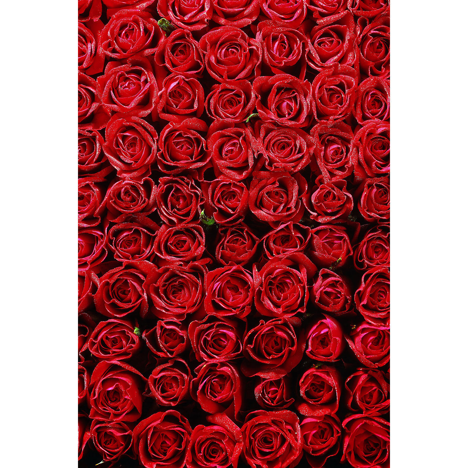 Flotone Graduated Background - 31x43 - Sky Blue