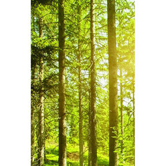 Click Props Backdrops Flowerbomb Gold Backdrop (5 x 8')