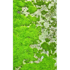 Click Props Backdrops Winter Watercolor Backdrop (5 x 8')