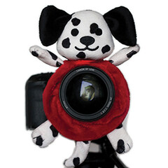 Shutter Huggers Dalmatian Shutter Hugger