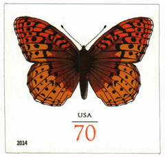 Imperf Grt Spangled Fritillary