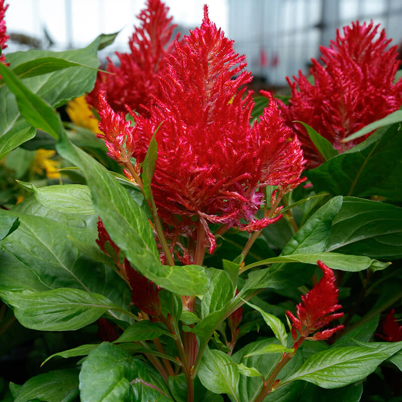 Celosia Flamma Bright Red Seed