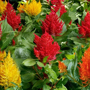 Celosia Flamma Mix Seed