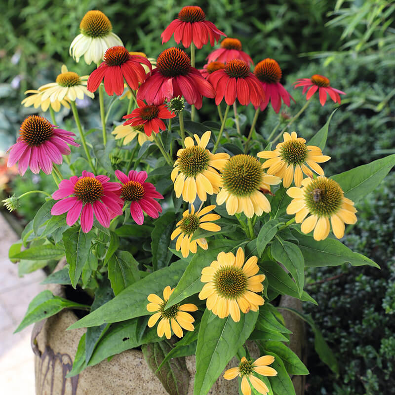 Echinacea Pollynation Mix Seed