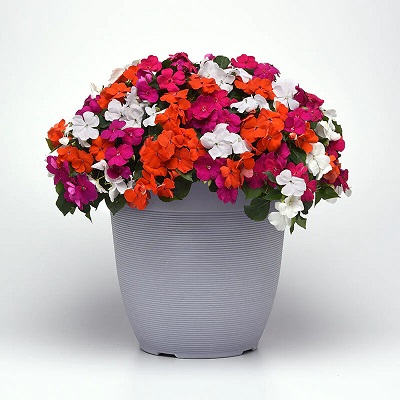 Impatiens Beacon Mix Lindau F1 Seed
