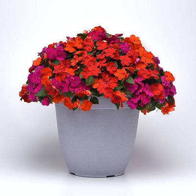 Impatiens Beacon Mix Sanibel F1 Seed